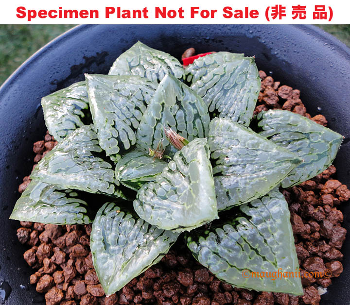 Hyb-433 H. cv 'Marilyn', 10 seeds, 2026 Hyb-433 H. cv 'Marilyn', 10 seeds, 2026
